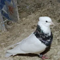 طوقی شادگان