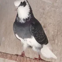 کفترپرشی|پرنده|گرگان, |دیوار