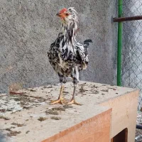 خروس گلین|حیوانات مزرعه|شاهین‌شهر, گرگاب|دیوار