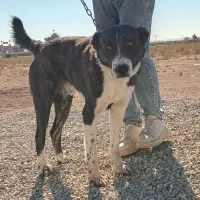 توله نر سرابی|سگ|جوادآباد, |دیوار