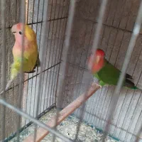 کوتوله و مرغ عشق