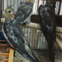 عروس هلندی گلباقلی.     . . ‌