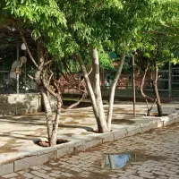 مجموعه سوارکاری شکار شیراز|اسب و تجهیزات اسبسواری|شیراز, سلطان آباد|دیوار
