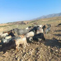 بزکهره دار داشتی کهره