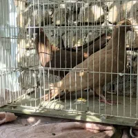 کفتر سرخ و زرد پشت هیکل جوجه|پرنده|مشهد, امیرآباد|دیوار