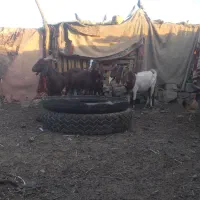 ابادان|حیوانات مزرعه|خرمشهر, |دیوار