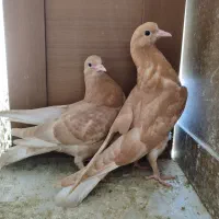 تعداد ۱۲ جوجه کبوتر پرشی