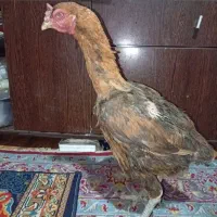 مرغ لاری اصیل افغان ترک