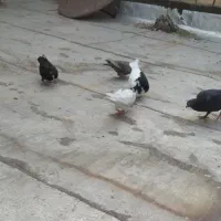 کفتر زیر قیمت