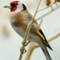 سهره مست مست