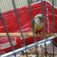 طوطی گرینچیک اهلی دستی|پرنده|الوند, |دیوار