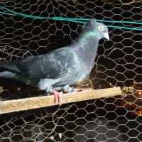 کفتر رنگی|پرنده|بندر امام خمینی, |دیوار