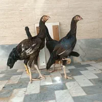 نوچه لاری هفت ماهه معاوضه با کفتر|حیوانات مزرعه|قم, ولیعصر|دیوار