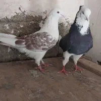 ۴تا کفتر تهرانی فقلاده|پرنده|نمین, |دیوار