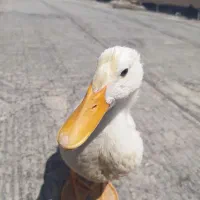 اردک