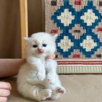 واگذاری گربه پرشین