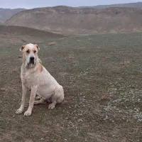 توله سگ خراسانی