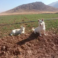 ۲عددسگ خونگی نژاداشپیزحرف گوش کن تربیت شده