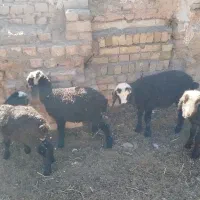 چهار عدد بره