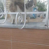 گربه پشمی و خونگی