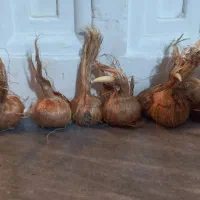 پیازچه تمیز زعفران|گل و گیاه طبیعی|کنگاور, |دیوار