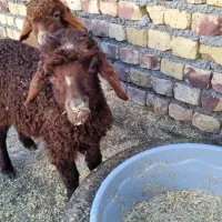 یک جفت بره آذوقه خور