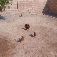 مرغ و خروس|حیوانات مزرعه|کرخه, |دیوار