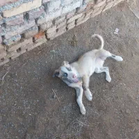 حیوانات مزرعه