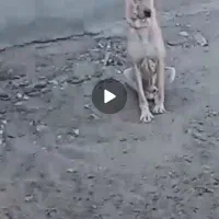 حیوانات اهلی|سگ|تربت جام, بوستان وحدت|دیوار