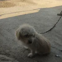 واگذاری سگ|سگ|شیراز, پودنک|دیوار