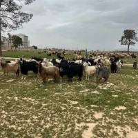 ۴۰ راس بز کهره دار