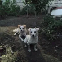 سگهای پاکوتا