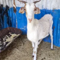 بز بزغاله پاکستانی خارجی