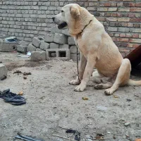 سگ پژدر عراقی|سگ|نوشین شهر, |دیوار