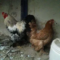مرغ وخروس برهما|حیوانات مزرعه|اصفهان, هفتون|دیوار