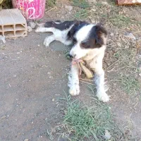 سگ پاکوتاه با توله
