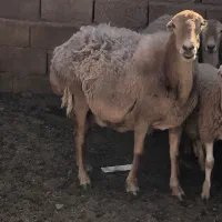 بز ومیش|حیوانات مزرعه|باخزر, |دیوار