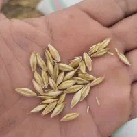 فروش 8 تن جو