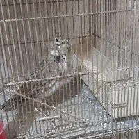 سهره خاکی|پرنده|میاندوآب, |دیوار