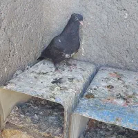 فروش یه دونه جوجه کله سیاه