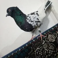 کله سیاه|پرنده|تربت‌حیدریه, پائین ولایت|دیوار