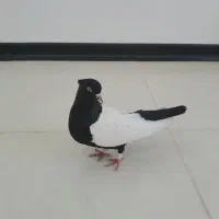ماده سینه سیاه چشمو نوک سفید