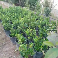 یاس و فتونیا|گل و گیاه طبیعی|کلاچای, |دیوار