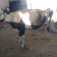 گاو شیری|حیوانات مزرعه|بیرجند, |دیوار