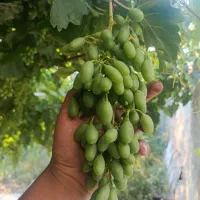غوره آبدار سردرود