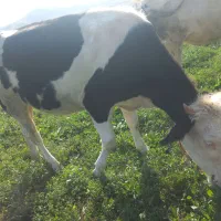 گاو شکم اول ۵ ماه آبستن