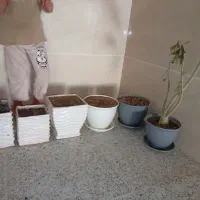 گلدان|گل و گیاه طبیعی|اردکان, |دیوار