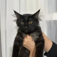 گربه دورگه فوق زیبا|گربه|کرمانشاه, |دیوار