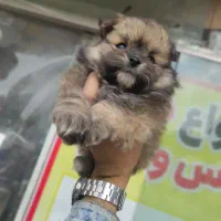 فروش توله پامرانین خرسی