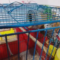 مرغ عشق با تخم|پرنده|گرگان, |دیوار